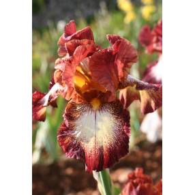 Iris 'Stop The Music'