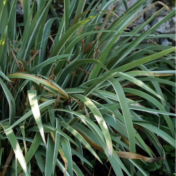 Iris Foetidissima Variegata Ecosia 600 X Www Senteursduquercy
