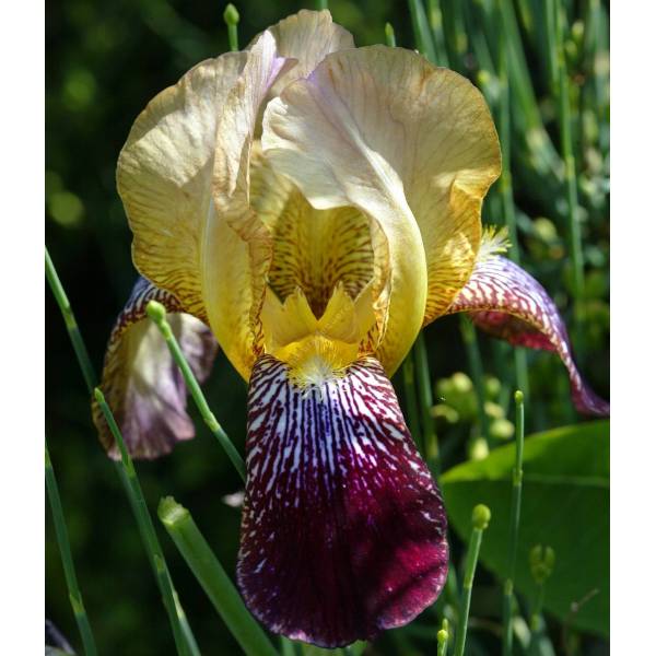 Iris x sambucina