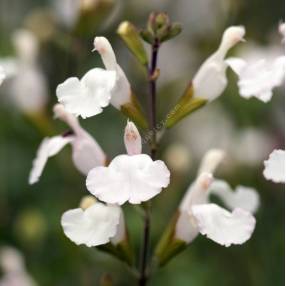 Fleur de sauge arbustive blanche 'Glacier'