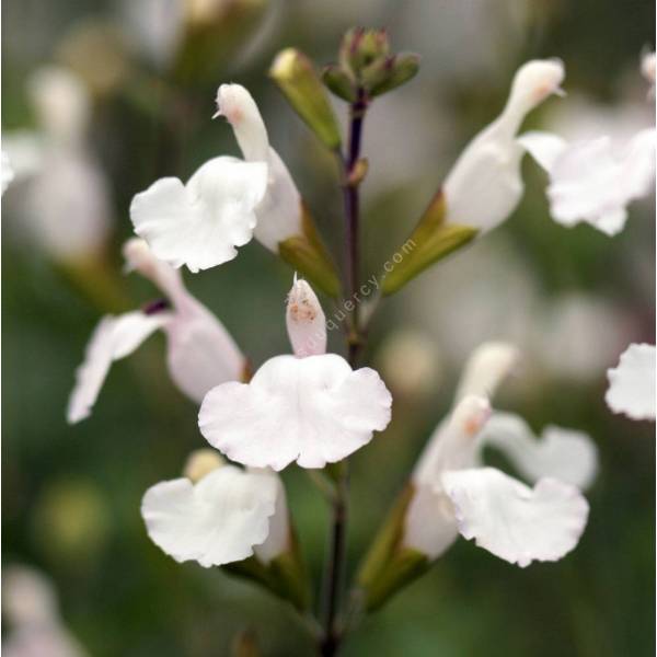 Fleur de sauge arbustive blanche 'Glacier'