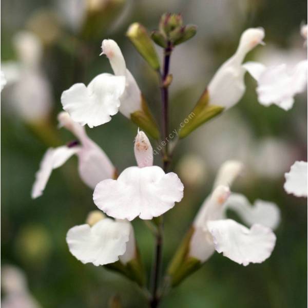 Fleur de sauge arbustive blanche 'Glacier' Fleur de sauge arbustive blanche 'Glacier'