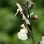 Salvia 'Vague de Chaleur Blanche' - Sauge arbustive blanc crème