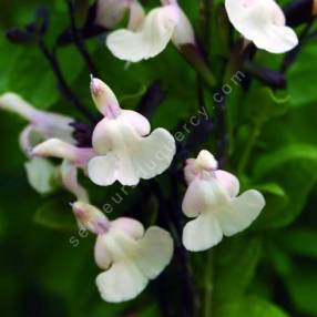 Salvia 'Vague de Chaleur Blanche' - Sauge arbustive blanc crème