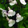 Salvia 'Vague de Chaleur Blanche' - Sauge arbustive blanc crème