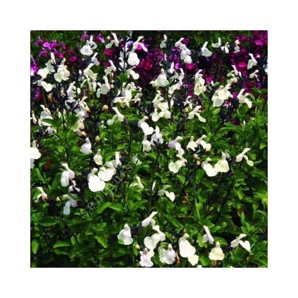 Salvia 'Vague de Chaleur Blanche' - Sauge arbustive blanc crème Salvia 'Vague de Chaleur Blanche' - Sauge arbustive blanc crème
