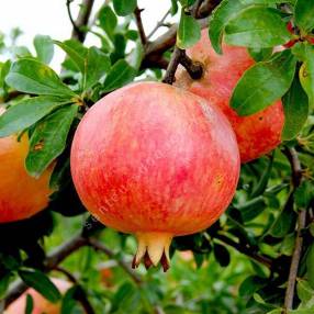 Punica granatum 'Mollar de Elche' - Grenadier à fruit