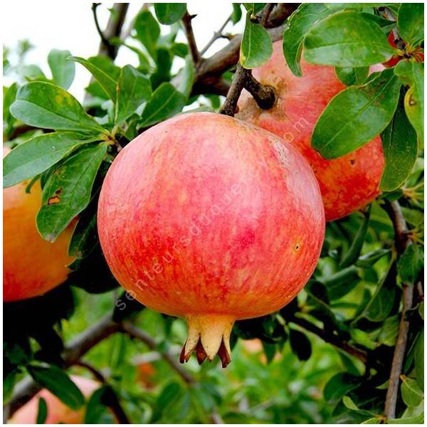 Punica granatum 'Mollar de Elche' - Grenadier à fruit