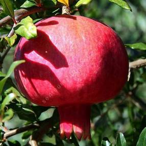 Punica granatum 'Fina Tendral' - Grenadier à fruit