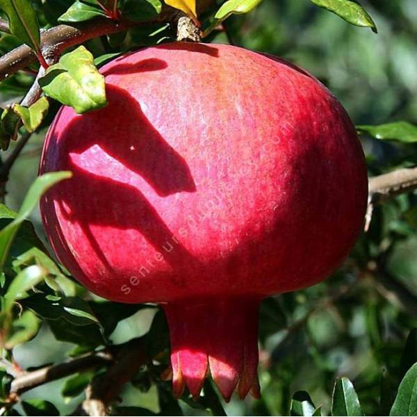 Punica granatum 'Fina Tendral' - Grenadier à fruit Punica granatum 'Fina Tendral' - Grenadier à fruit