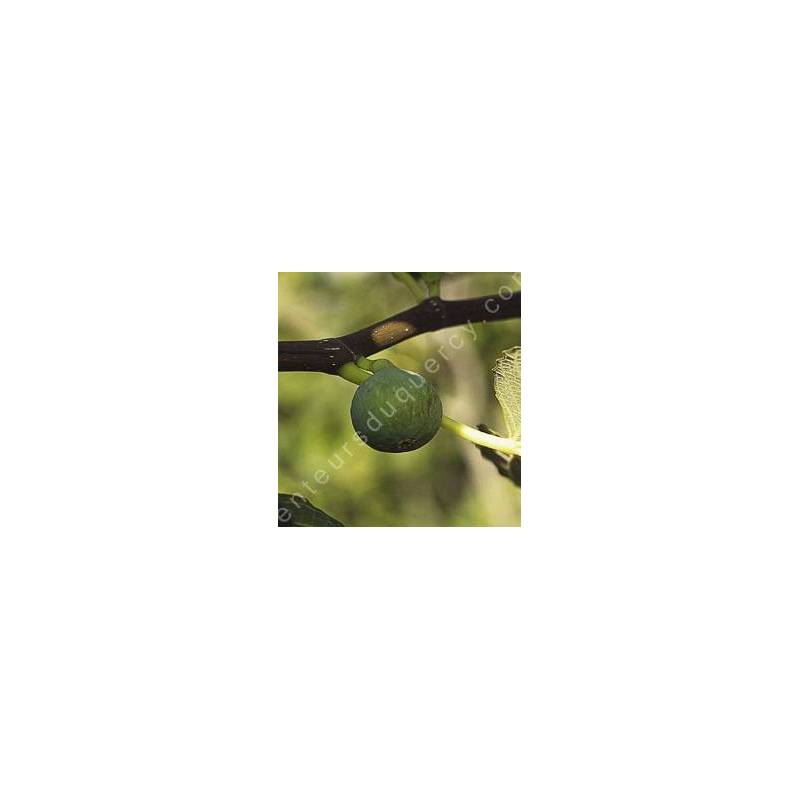 Figuier 'Marseillaise' - Ficus carica