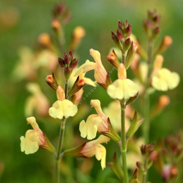 touffe de Sauge arbustive jaune compacte 'Golden Girl' touffe de Sauge arbustive jaune compacte 'Golden Girl'