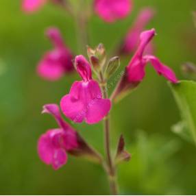 grappe de Salvia 'Orchid Glow' - Sauge arbustive magenta