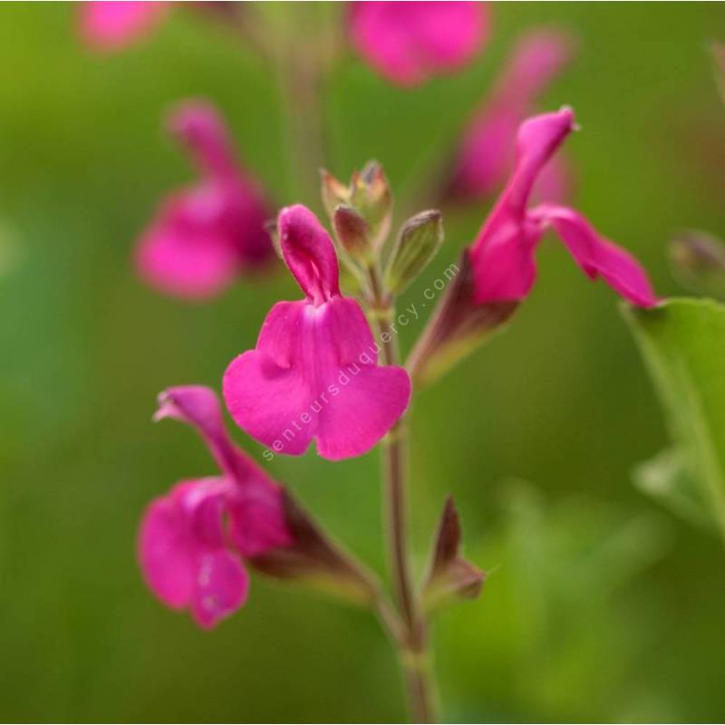 grappe de Salvia 'Orchid Glow' - Sauge arbustive magenta