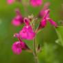 grappe de Salvia 'Orchid Glow' - Sauge arbustive magenta