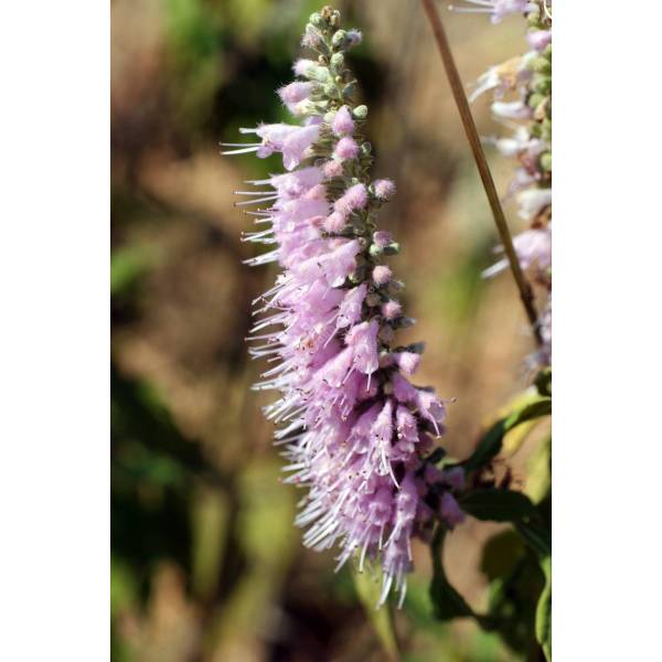 Elsholtzia stauntonii - Menthe en arbre Elsholtzia stauntonii - Menthe en arbre
