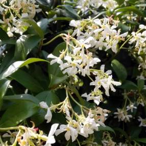 Trachelospermum jasminoides - Jasmin étoilé