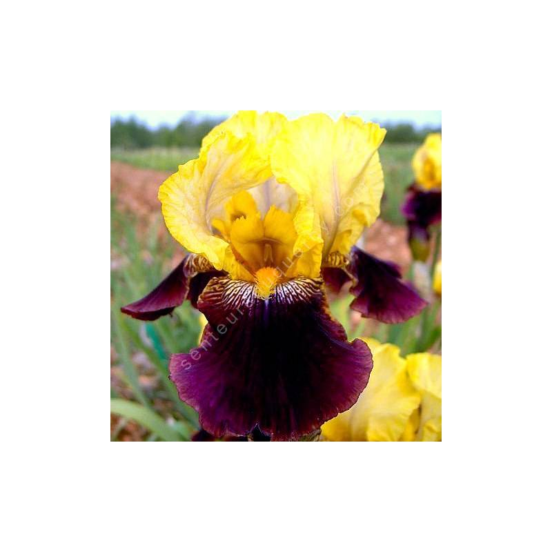 Iris 'Blatant'