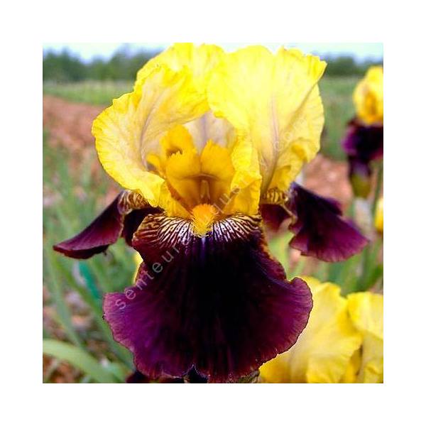 Iris 'Blatant' Iris 'Blatant'