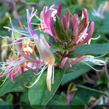 Lonicera japonica var. chinensis - Chèvrefeuille du Japon