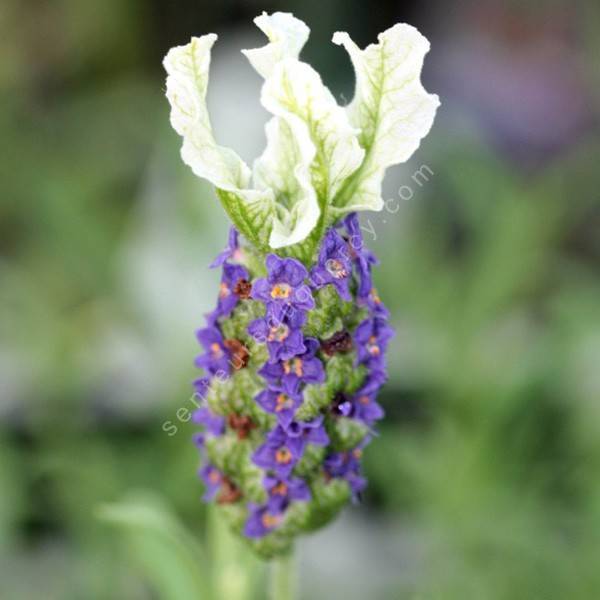 Lavandula stoechas 'Madrid Blue' - Lavande papillon Lavandula stoechas 'Madrid Blue' - Lavande papillon