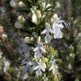 Rosmarinus officinalis 'Albiflorus' - Romarin à  fleurs blanches