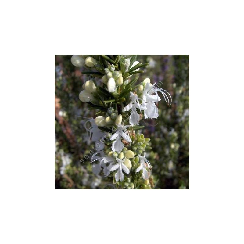 Rosmarinus officinalis 'Albiflorus' - Romarin à  fleurs blanches