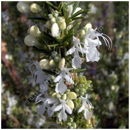 Rosmarinus officinalis 'Albiflorus' - Romarin à  fleurs blanches