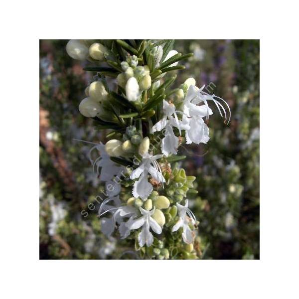 Rosmarinus officinalis 'Albiflorus' - Romarin à  fleurs blanches