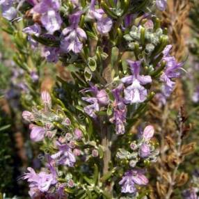 Rosmarinus officinalis 'Marjorca Pink' - Romarin rose