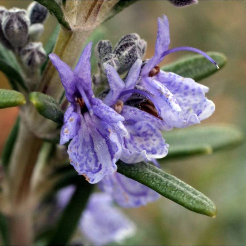 Rosmarinus officinalis 'Tuscan Blue'  - Romarin