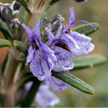 Rosmarinus officinalis 'Tuscan Blue'  - Romarin