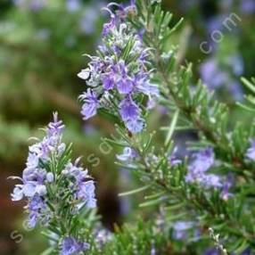 Rosmarinus officinalis 'Arp' - Romarin