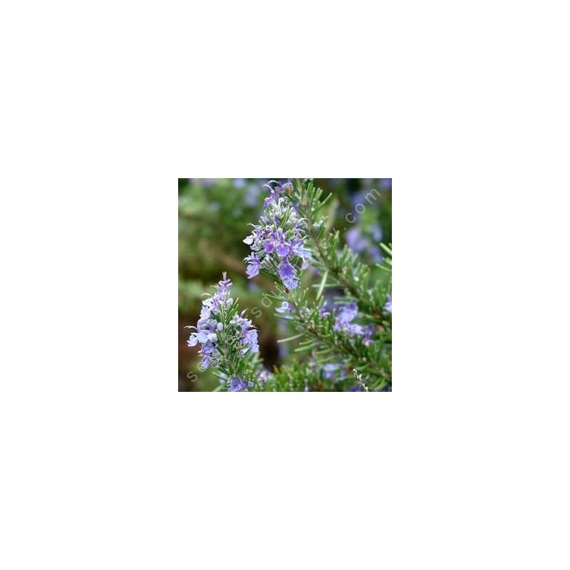 Rosmarinus officinalis 'Arp' - Romarin