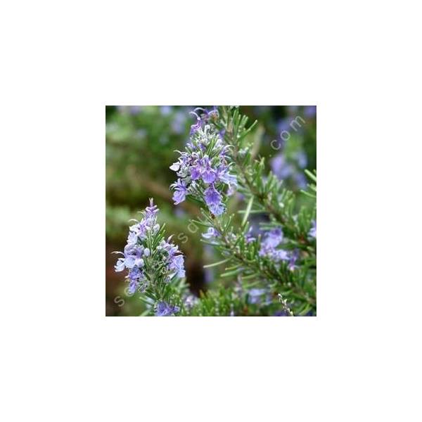 Rosmarinus officinalis 'Arp' - Romarin