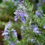 Rosmarinus officinalis 'Arp' - Romarin