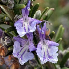 Rosmarinus officinalis 'Boule' - Romarin boule