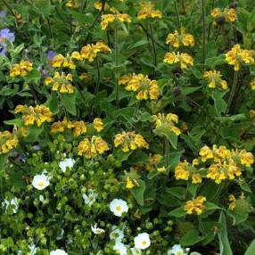 Phlomis bourgaei - général