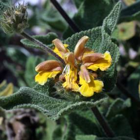 Phlomis bourgaei - fleur