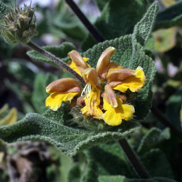 Phlomis bourgaei - fleur