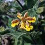 Phlomis bourgaei - fleur