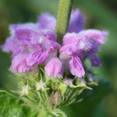 Phlomis cashmeriana - Sauge de Jérusalem du Cachemire