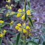 Phlomis armeniaca - Phlomis d'Arménie