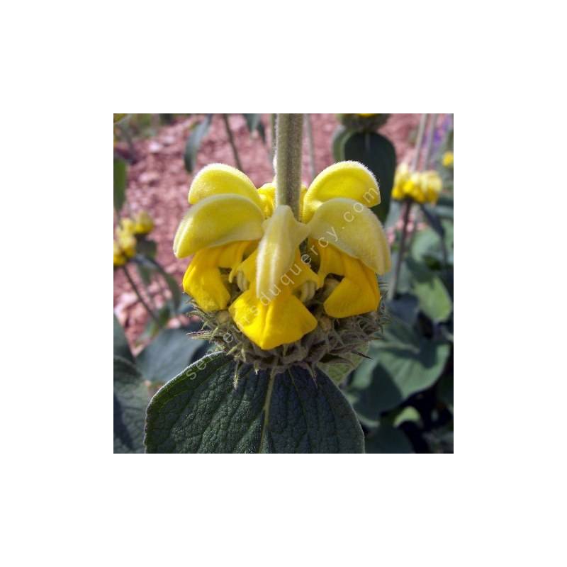 Phlomis 'Edward Bowles' - fleur