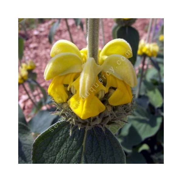 Phlomis 'Edward Bowles' - fleur