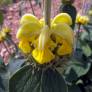 Phlomis 'Edward Bowles' - fleur