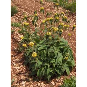 Phlomis 'Edward Bowles' - plante