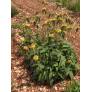 Phlomis 'Edward Bowles' - plante