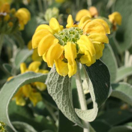 Phlomis fruticosa - Sauge de Jérusalem