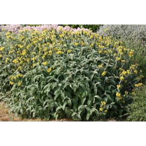 Phlomis fruticosa - Sauge de Jérusalem